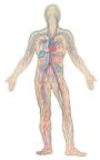 Human Body